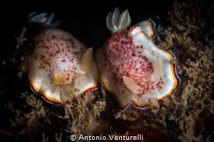 The best place to find nudis is in current, as pinnacles ... by Antonio Venturelli 